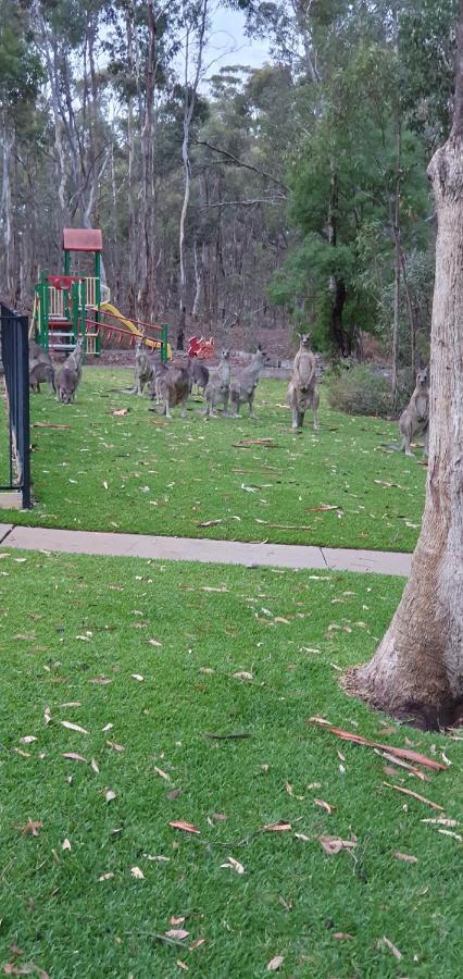 A-Line Holiday Park Bendigo Zewnętrze zdjęcie